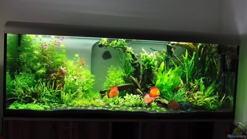 weis von Microsash (12)