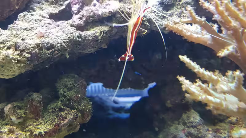 Weisbandputzergarnelle von Kai Heermann (23)