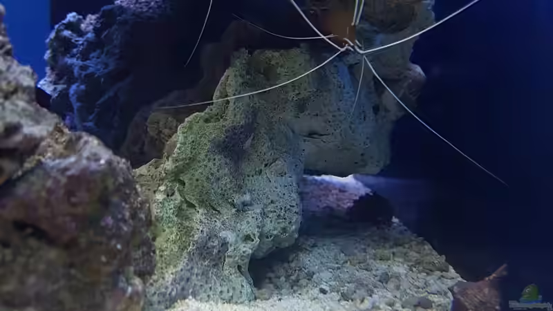 Weisbandputzergarnelle von Kai Heermann (29)