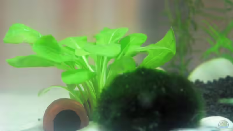 Weiss jemand was das hier für eine Pflanze hinter der Mooskugel ist? Bitte Mailt von WSS (10)