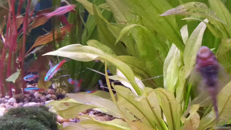 Weiss leider nicht wie die heissen von Snawatz (14)