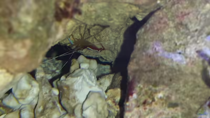 Weißband-Putzergarnele - Lysmata amboinensis von Amazonasbecken.eu (19)