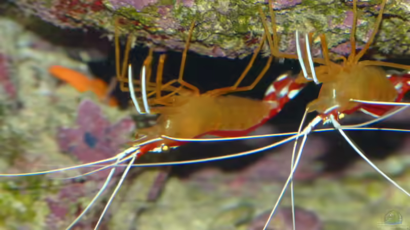 Weißband-Putzergarnelen von Leni13 (23)