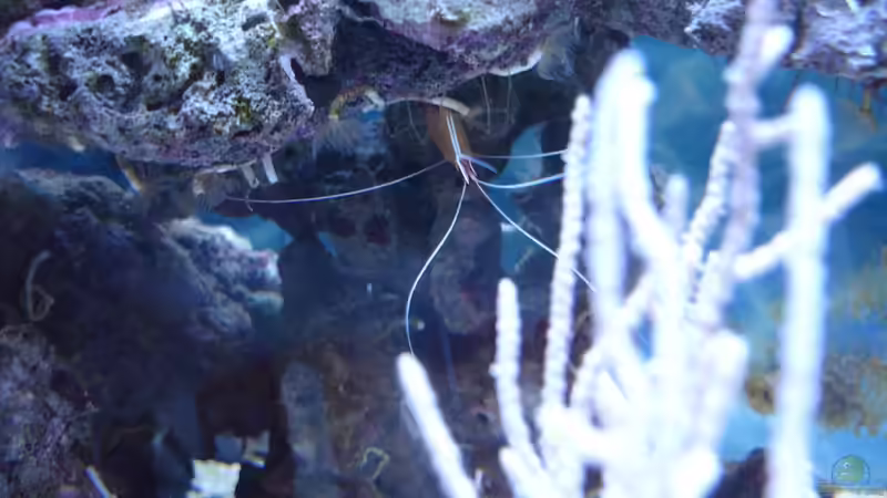 Weißbandputzer von Jane Vogeler (48)