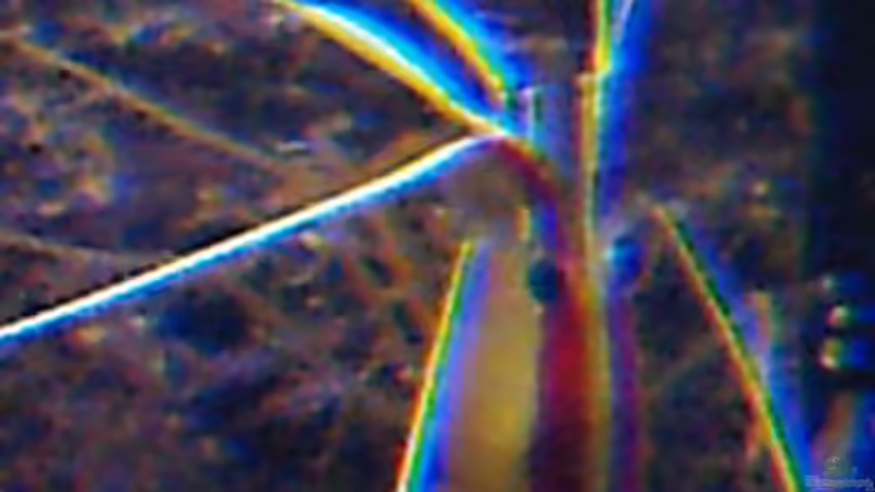 Aquarien mit Lysmata amboinensis (Weißbandputzergarnele)