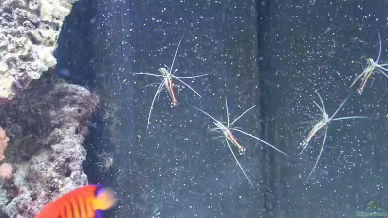 Weißbandputzergarnelen. Sie versuchen sich jeden Fisch zu ergattern der in Ihre von Thorsten John (29)