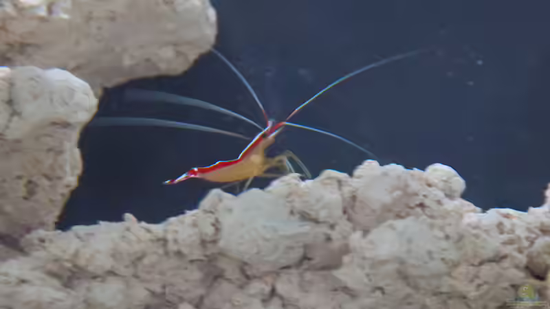 Weißbandputzergarnelen von mmbm78 (31)