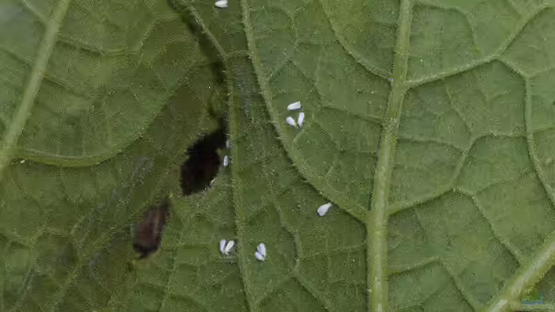 Weiße Fliege (Trialeurodes vaporariorum): Erkennen, verstehen und wirksam bekämpfen