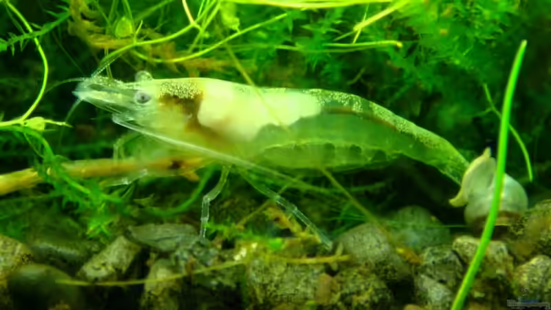 Weiße Garnele - Geschenk von Mark - dem Monatssieger vom Mai 2009 von rondarium (8)