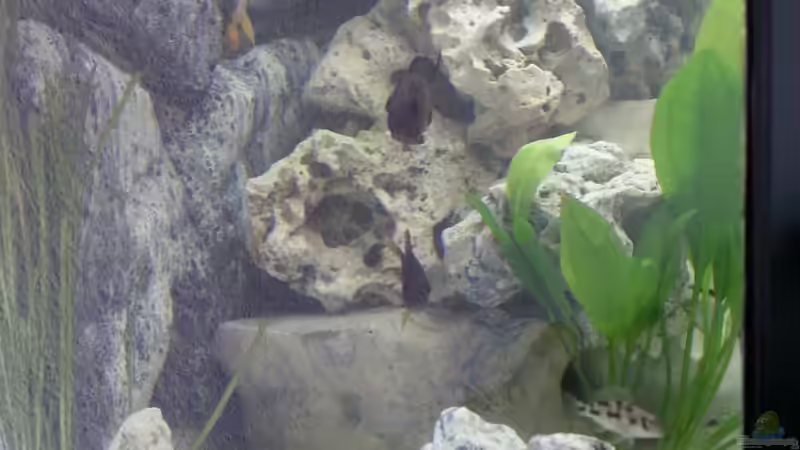 Weiße/Milchige Rückwand von KaZe (15)