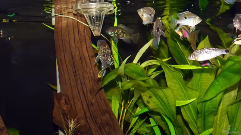 Weiße Mückenlarven von Christof Engel (26)