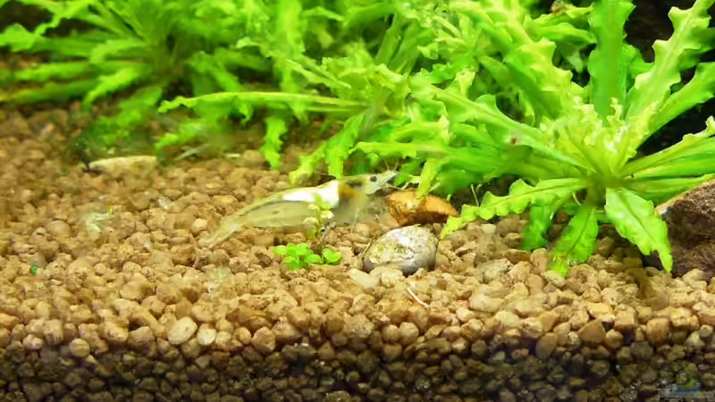 ´Weiße Perle´ von A. G. (20)