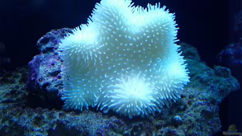 weiße PilzlederKoralle von .uschi (6)