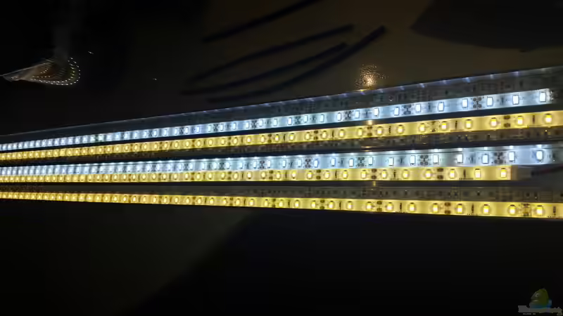 Weisse Power (5000 Lumen) 15.10.15 von Betta Chris (132)