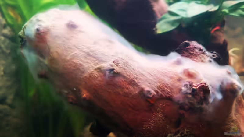 Weisser Rasen (ab Tag 2) von Alex-ius (9)