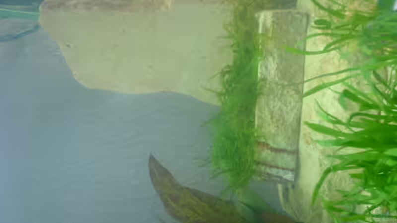 weisser Schieferstein, davon 1er bepflanzt mit Moos von Alexander Müller (5)