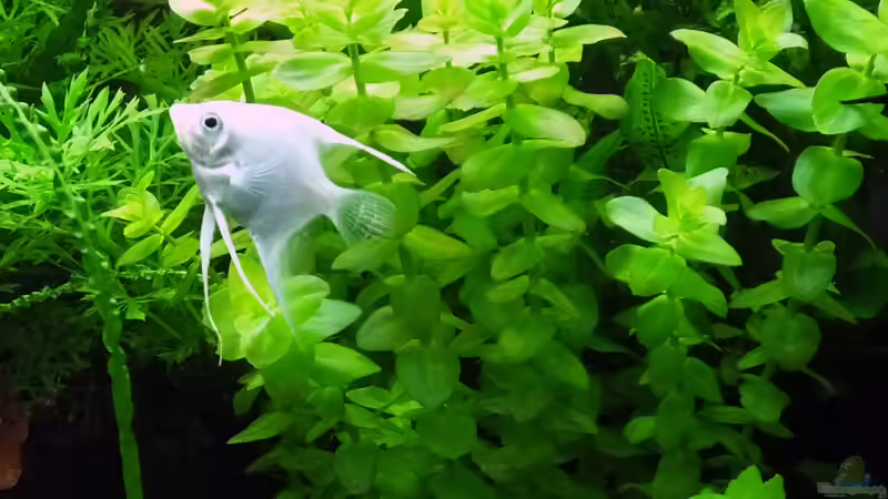 Weißer Skalar von Oberoesterreicher (36)