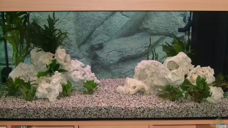 Weisser Stein aus Jordanien mit schon genannten Pflanzen von Thomas Geib (3)