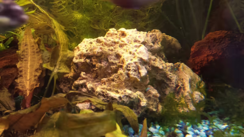 weißes Lochgestein von mamo2000 (22)