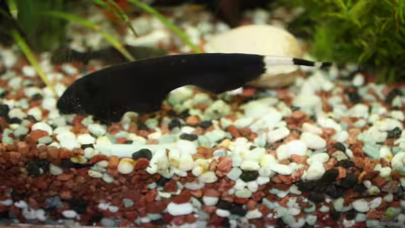 Weißfleck Messerfisch von Sabrina Mertes (10)