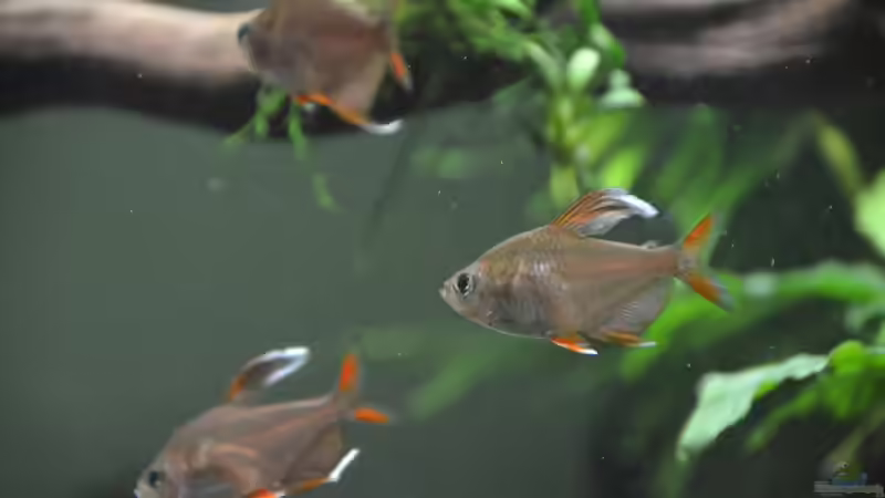 Weißflossen-Schmucksalmler, immer hungrig, die kleinen ´Piranhas´ von Gallius (35)