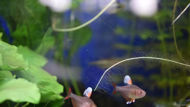 Weißflossen-Schmucksalmler (Hyphessobrycon rosaceus White fin) von Acki50 (41)