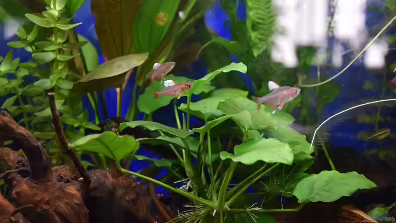Aquarien mit Hyphessobrycon-Arten