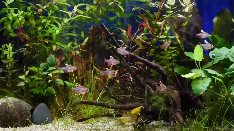 Weißflossen Schmucksalmler und Apistogramma nijenssi von Acki50 (75)