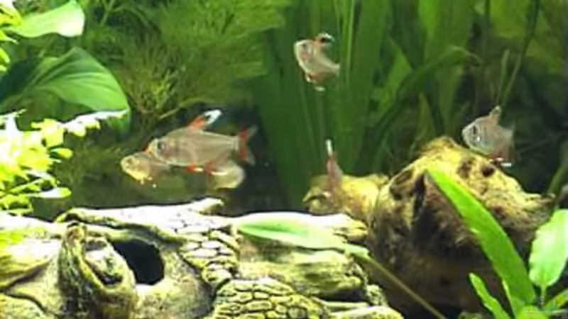 Weissflossen Schmucksalmler von Marco Schumacher (20)