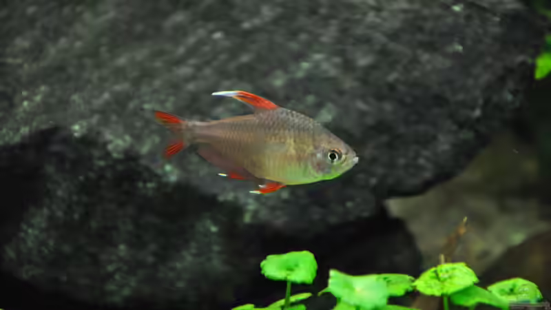 Weissflossenschmucksalmer von jmvitt (15)