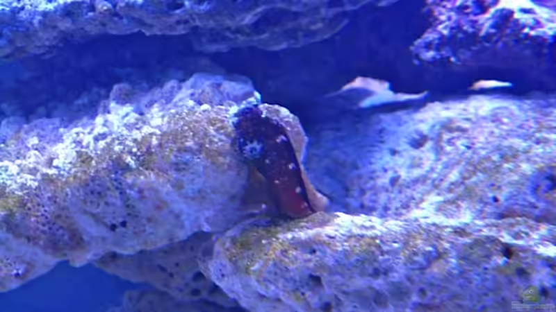 Weissgepunkteter Blenny  von OldFriend (33)