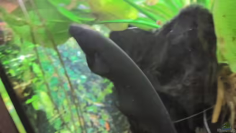 weißkopfmesserfisch von Skalar Fan (16)