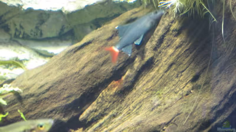 ´Weisspitzen-Moorkin-wurzel-hai´ von Christian Grunwald (34)