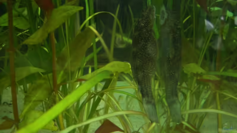 Weißsaum Antennenwels von Obi (11)