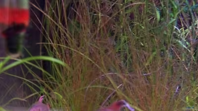 Weissschwanzflossenschmucksalmer von Paul Oppermann (6)