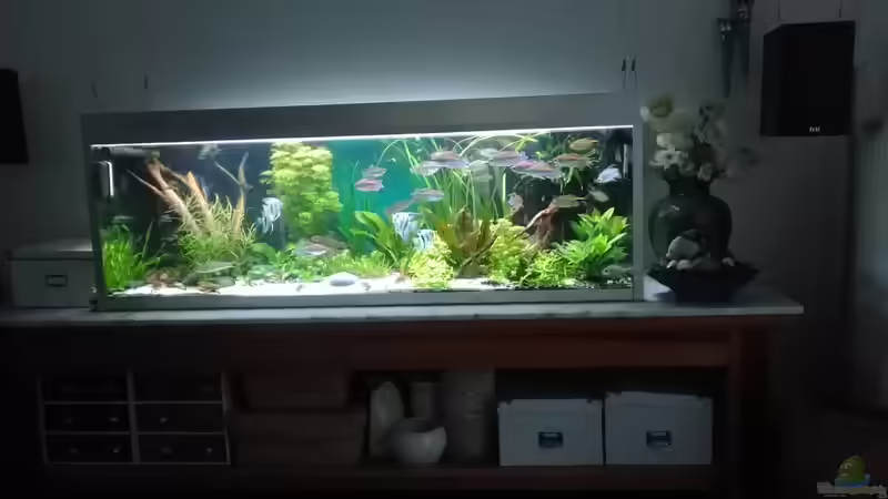 weite Gesamtansicht Aug.2019 von Grünhexe (21)