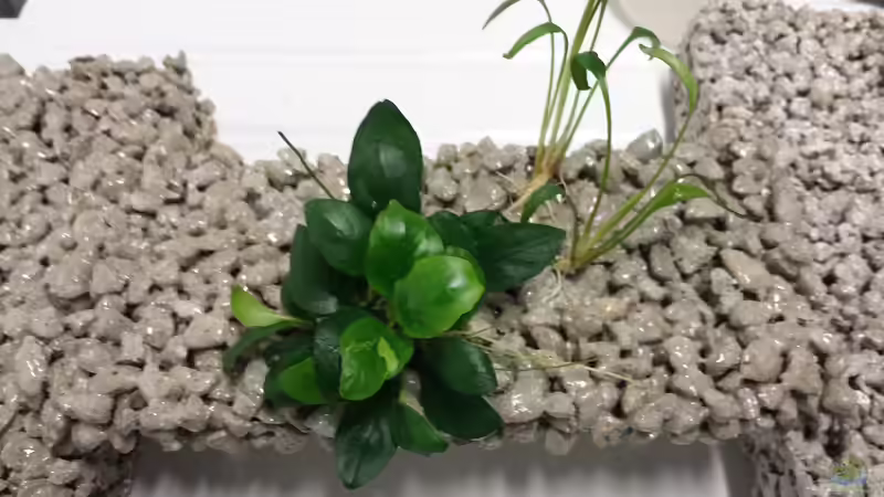 Weiter geht es mit der Anubia, einfach einen Faden durch die Poren gezogen und auf von ogra (5)