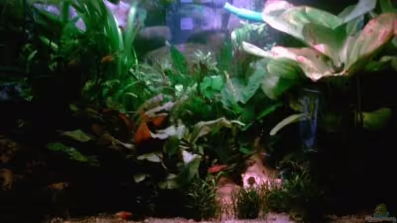 Weiter vorne von West01 (2)