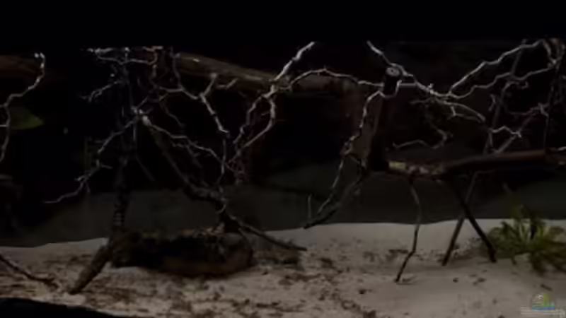 Weitere Beckenansicht von Tobias Seiffert (2)