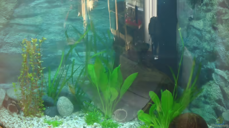 Weitere Bepflanzung : 8 x Hedyotis salzmanii - Ohrkraut,Süßohr - ; 2 x Lilaeopsis von atom010 (27)