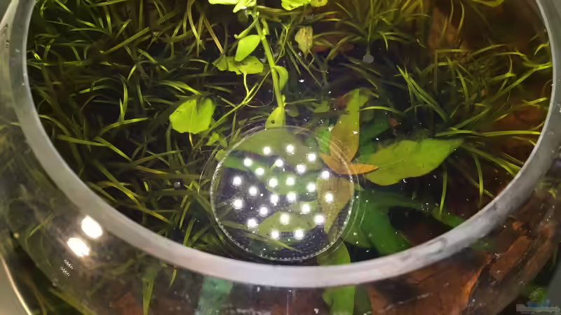 Weitere Bepflanzung (14.05.2018) von BaBa (4)