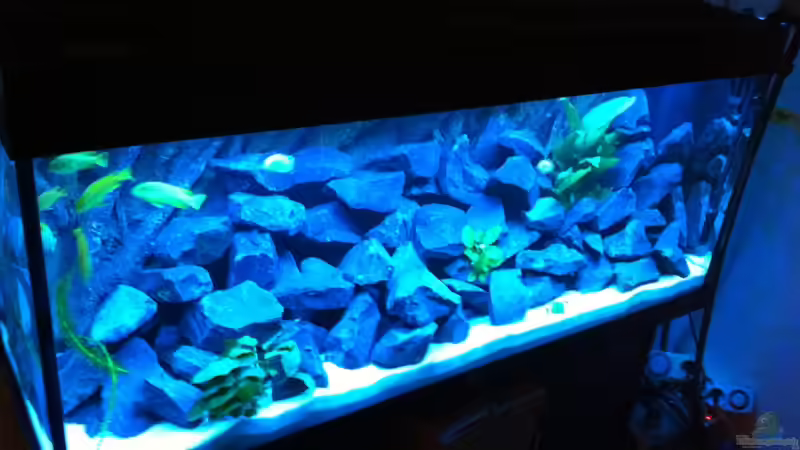 Weitere Bilder werden folgen, das Blaue Licht ist in echt nicht so hell! von Maliza (1)