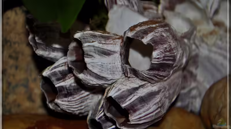 weitere Deko... von ***ELLIS*** (29)