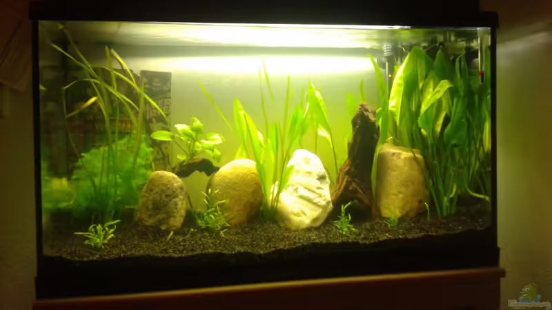 Weitere Pflanzen kamen hinzu.  von DerChrischi (5)