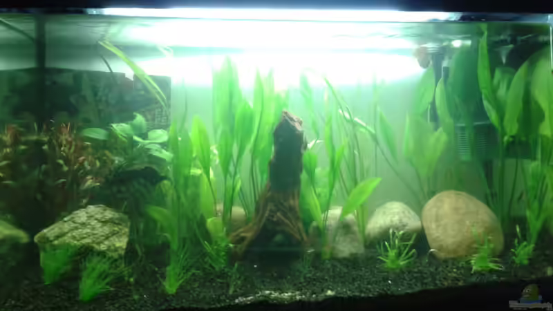 Weitere Pflanzen und Steine  von DerChrischi (6)