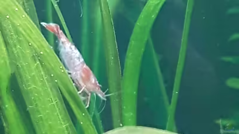 weitere Tiere von Kaddi (25)