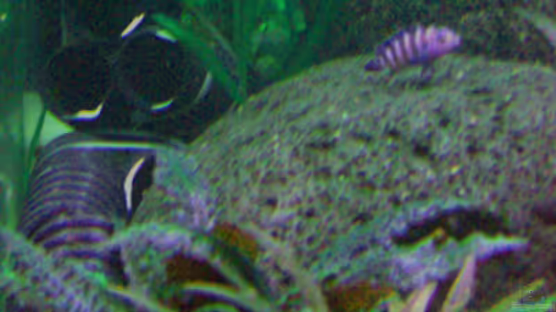 weitere Versteckmöglichkeiten von Dr. Dr. Kliem (9)