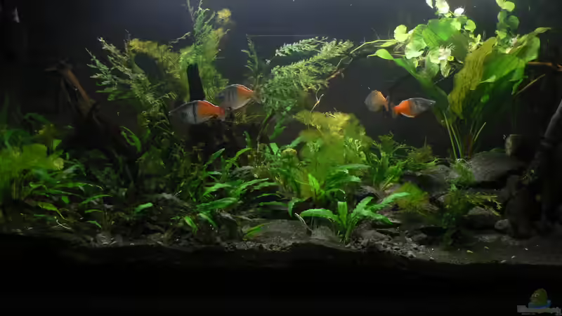 Weiterer Eindruck nach dem Umgestalten von Zapfenmanderl (2)