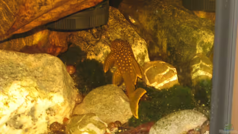 weiterer l 200 hifin von der Theoretiker (77)