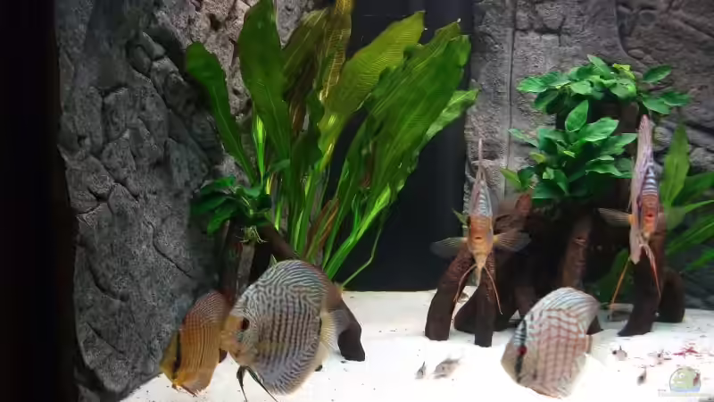 weiteres Bild vom Becken, Stand vom 27.10.2010 von Romer (3)